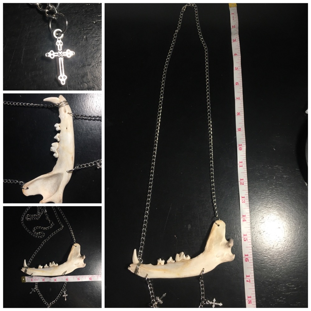 SOLD - COYOTE JAW BONE NECKLACE - ETHICALLY SOURCED! - Picture 6 of 7